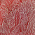 e703808-rap-oboykin-elysium-protea_11zon